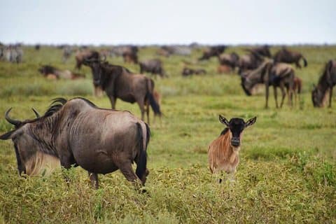 Serena Luxury Tanzania Safari de 5 jours