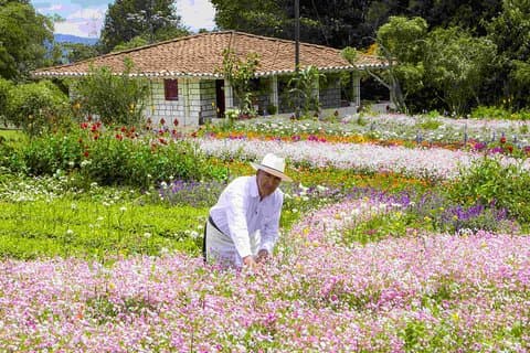 Journée de fleurs traditionnelles en Colombie