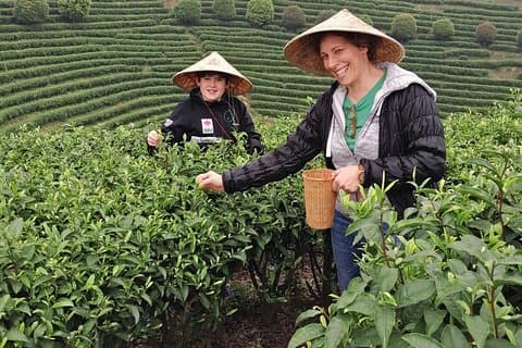 Halve dag Guilin City Tour: Reed Flute Cave en Elephant Hill en theeplantage