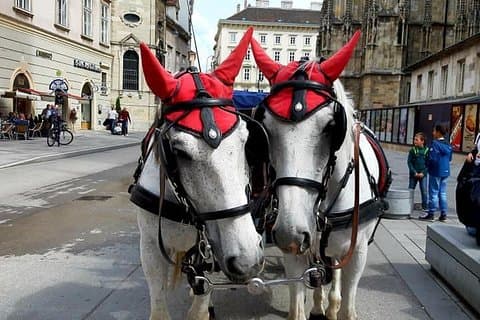 Vienna's wibe : Sacher Kuchen- und Fiakerfahrt, Privatführung