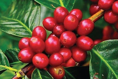 Kaffefarmstur: Kaffesmagning, kaffeceremoni, kaffeplantagebesøg