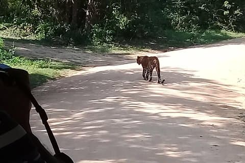 Yala Safari Von Kaluthara - Bantota - Ahaungalla - Hikkaduwa - und Umgebung