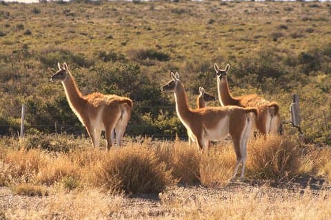 Peninsula Valdes, Full dayTour or Shore Excursion