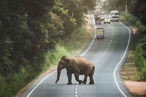 Privat 6-dages sightseeingtur omkring Sri Lanka