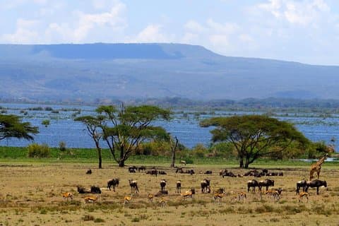 6 dage Amboseli, Lake Naivasha og Masai Mara Safari
