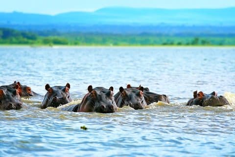 6 jours Samburu Sweetwaters Lake Nakuru & Lake Naivasha Wildlife Safari