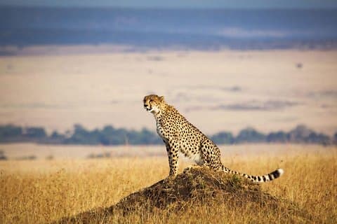 4 dias e 3 noites Serengeti National Park Safari na Tanzânia