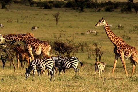 Safari de animais selvagens de 3 dias na cratera Ngorongoro