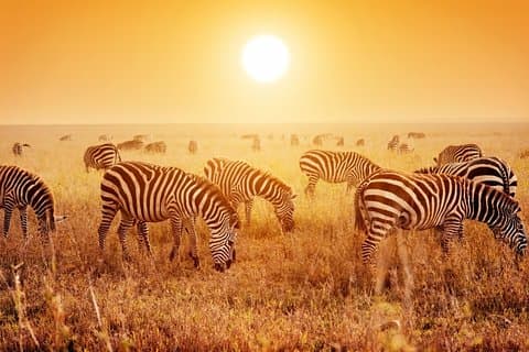 Safari de 4 dias em Serengeti, Ngorongoro e Tarangire