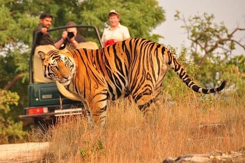 Ranthambore Tiger Safari Tickets mit optionalem Transfer