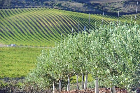 Visita all'olio d'oliva e alla cantina della Navarra con degustazioni e pranzo in tour per piccoli gruppi