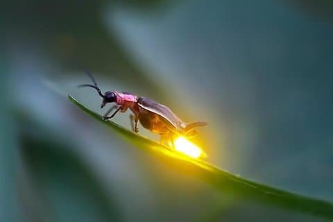 Excursão Sic - Kuala Selangor Firefly