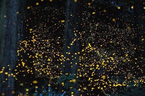 Twinkling Kuala Selangor Firefly Tour - Sic