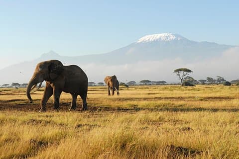 Safari privado de vida salvaje en Kenia de 10 días