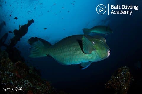 Gita di un giorno Snorkeling a Tulamben - Esplora Liberty Wreck (ritiro nel sud di Bali)