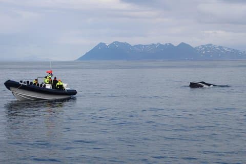 2-timmars RIB Båthvalvisning från Reykjavik