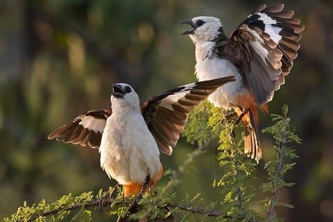 4 Days Private Migration Midrange Safari