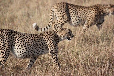 5 dagar Serengeti Wildebeest Migration Safari