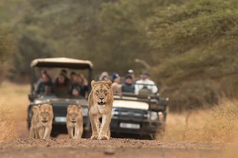 Durban: Gå på Safari ved 2 spillreservater (Hluhluwe-Imfolozi) Pro Zeiss-kikkert