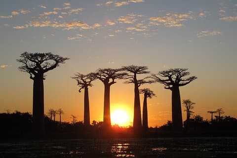 Madagascar 7 jours Baobabs et Lemurs Tour