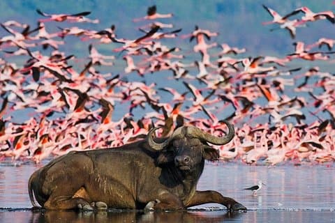 4 Dias 3 Noites Reserva Nacional Samburu e Parque Nacional do Lago Nakuru Safari