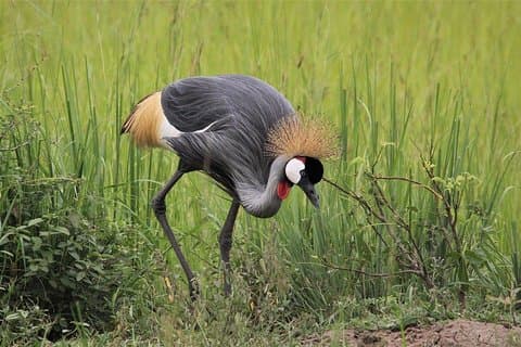 3 dage Masai Mara Wildlife privat safari - Mellemklassebudget