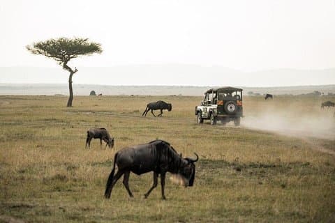 4 Days Masai Mara and Lake Nakuru National Park Private Luxury Safari