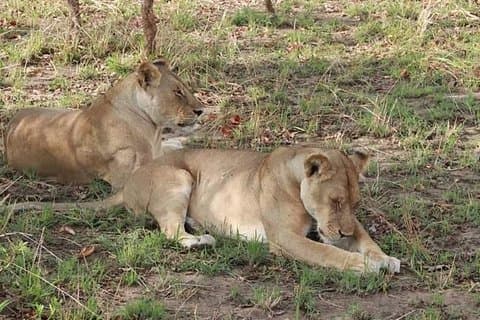 Chobe Day Trip