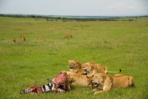 7 dagar Lewa Conservancy & Maasai Mara Luxury Safari