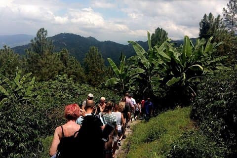 Blue Mountain Coffee Tasting & Farm Tour da Kingston