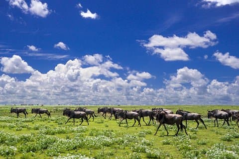Oferta de 6 dias de Natal / Ano Novo Rift Valley & Masai Mara