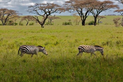 9 dage Kenya Tanzania Safari