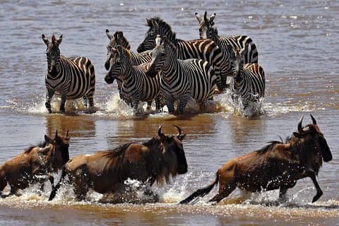 Paquete Maasai Mara Air de 3 días con espacios limitados