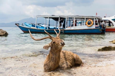 Snorkeling & Trekking at West Bali National Park