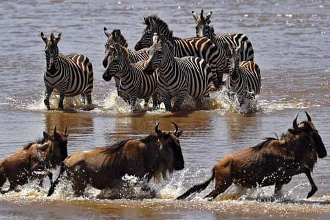 16 dias de férias no Quênia e Tanzânia Safari