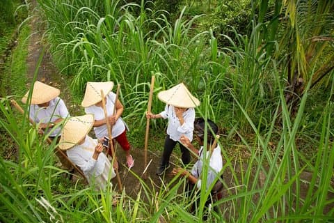 Oplev autentisk balinesisk landsbyliv på en dagstur - Ubud