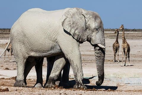 3 DAGER ETOSHA WILDLIFE SAFARI- Namibia (Camping)