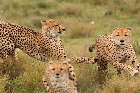 8 Tage Kenia Fotografische Safari