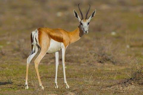 3 Days Etosha Wildlife- Namibia (lodging)