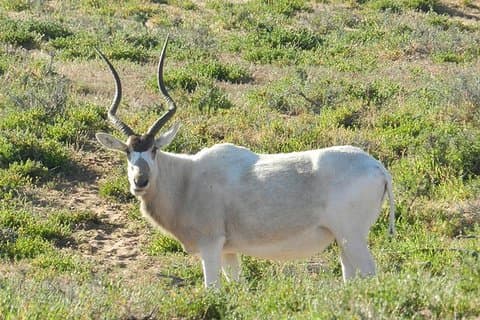 Private Discovery - Animal Park Souss Massa 4x4