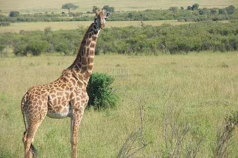 Parco nazionale del Tarangire