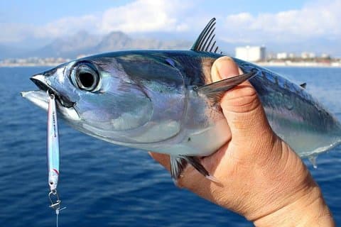 "Aventura de pesca de meio dia: Transferência incluída!"
