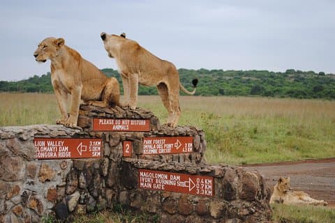 Safari de medio día en el Parque Nacional de Nairobi.