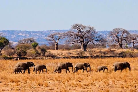 3 Tage Tarangire National Park Wildlife Safari