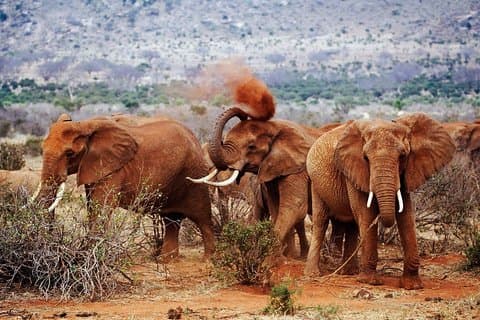 Beste 7 Tage Kenia Adventure Wildlife Safari