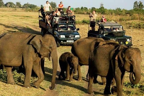 Safari do Parque Nacional de Udawalawe. Excursão privada de dia inteiro a partir de Bentota.