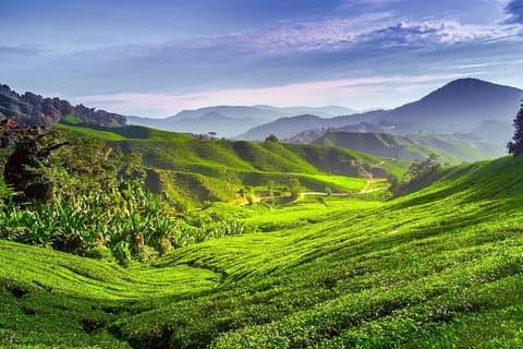 Excursion d'une journée complète dans les Cameron Highlands