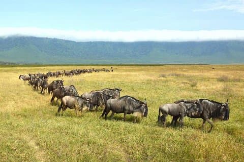 Gita di un giorno al cratere di Ngorongoro