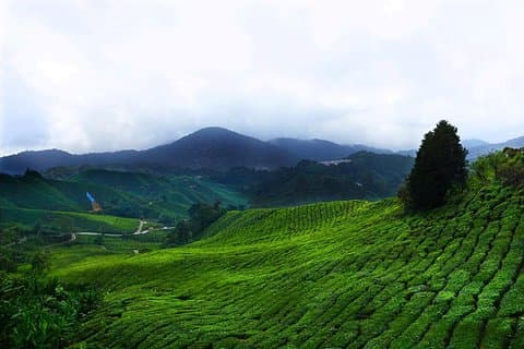 Cameron Highland dagstur fra Kuala Lumpur