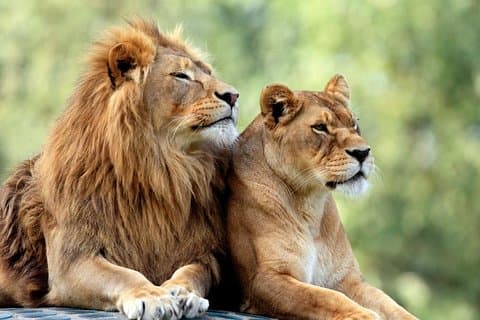 Privado 7 dias Samburu Lago Nakuru Lago Naivasha e Masai Mara Safari